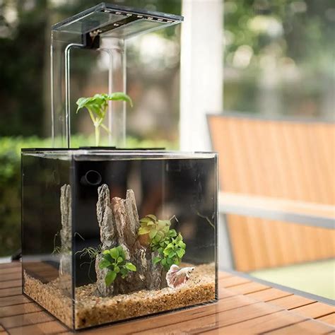 self sustaining aquarium